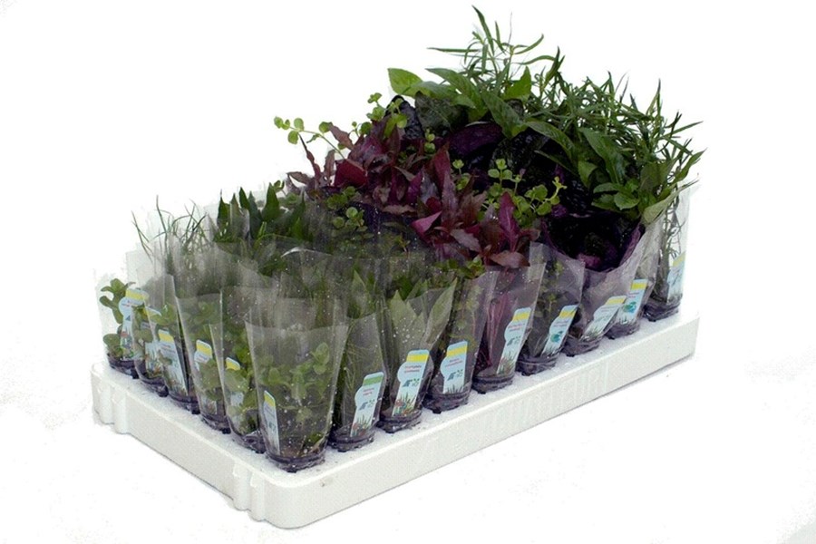 PLANTES MIXBOX A=STANDARD 54 POTS