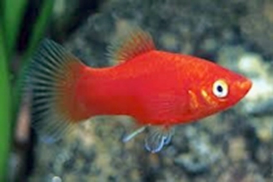 PLATY (XIPH.MACULATUS) ROUGE M