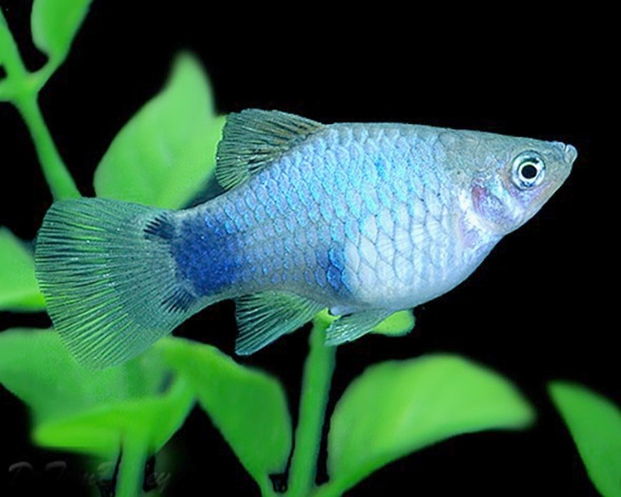 PLATY (XIPHOPHORUS MACULATUS) BLUE MICKEY MOUSE 2,5-3CM