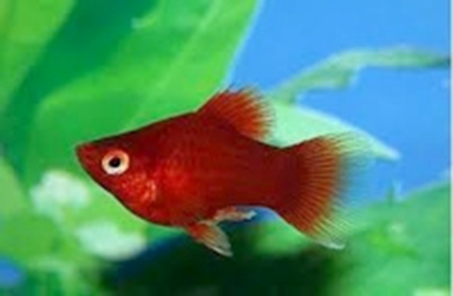 PLATY (XIPH.MACULATUS) CORAIL ROUGE  S