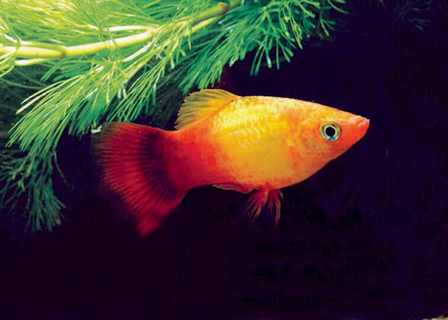 PLATY (XIPH.MACULATUS) MARIGOLD M