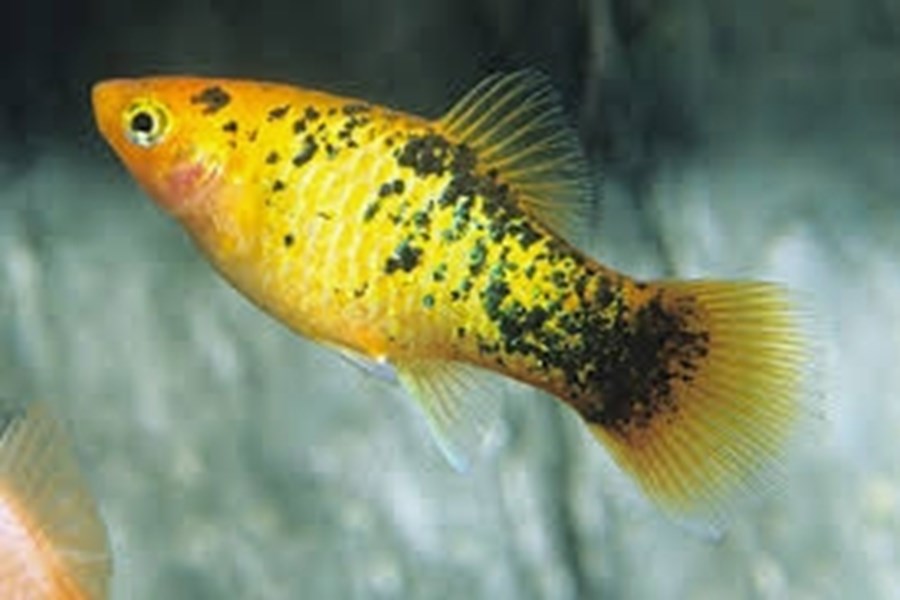 PLATY (XIPHOPHORUS MACULATUS) MIX CALICO 2,5-3CM