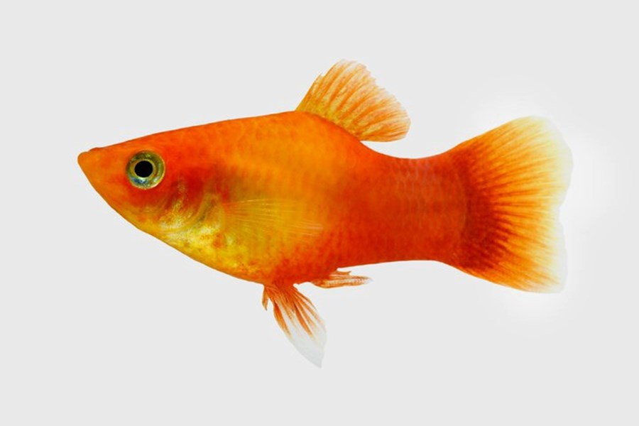 PLATY (XIPHOPHORUS MACULATUS) ORANGE NEON 2,5-3CM