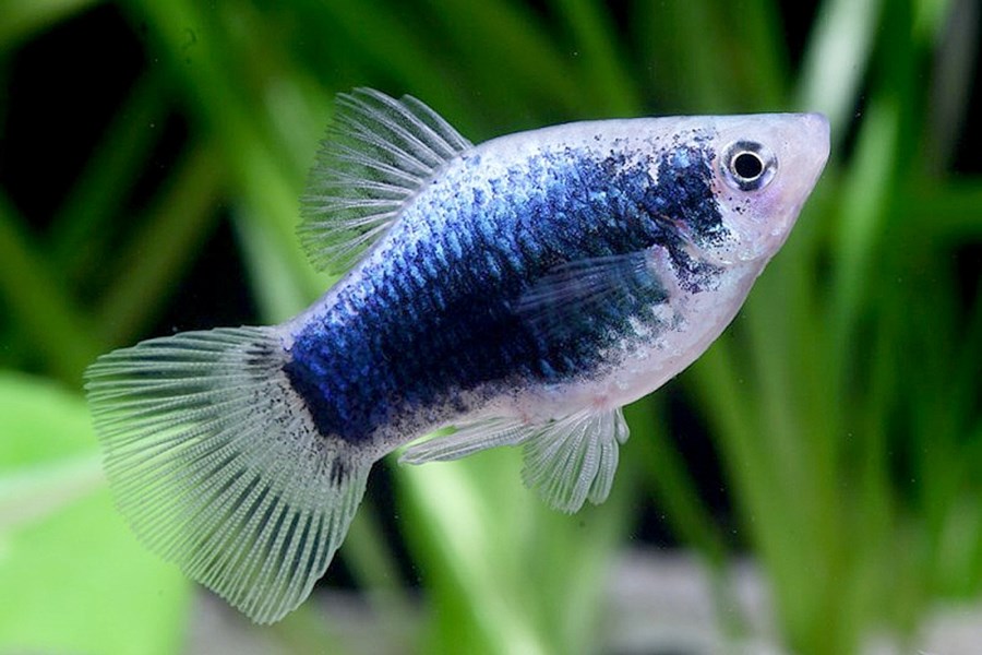 PLATY (XIPHOPHORUS MACULATUS) PEARL BLUE 2,5-3CM