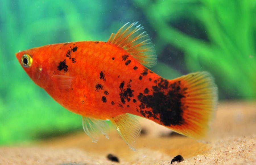 PLATY (XIPH.MACULATUS) ROUGE POIS NOIR M