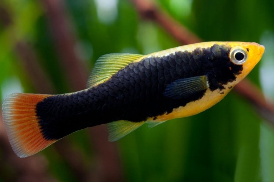 PLATY (XIPH.MACULATUS  VARIATUS) HAWAI 3cm