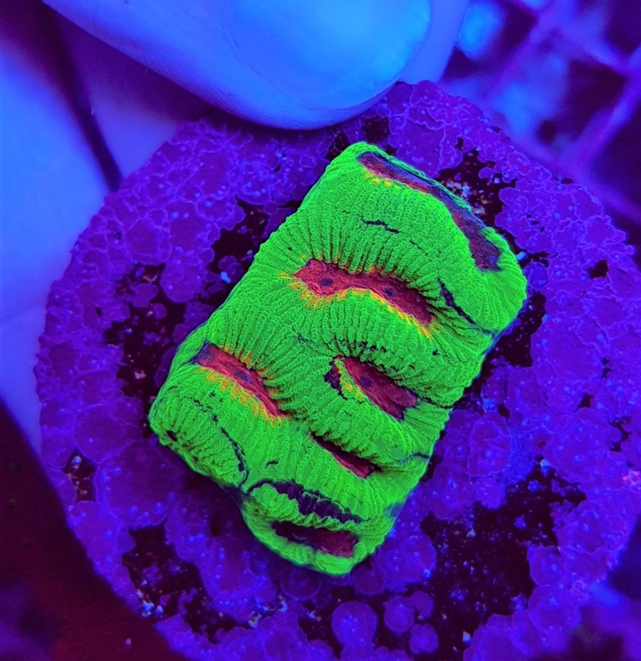 Platygyra spp. (Ultra) (frag