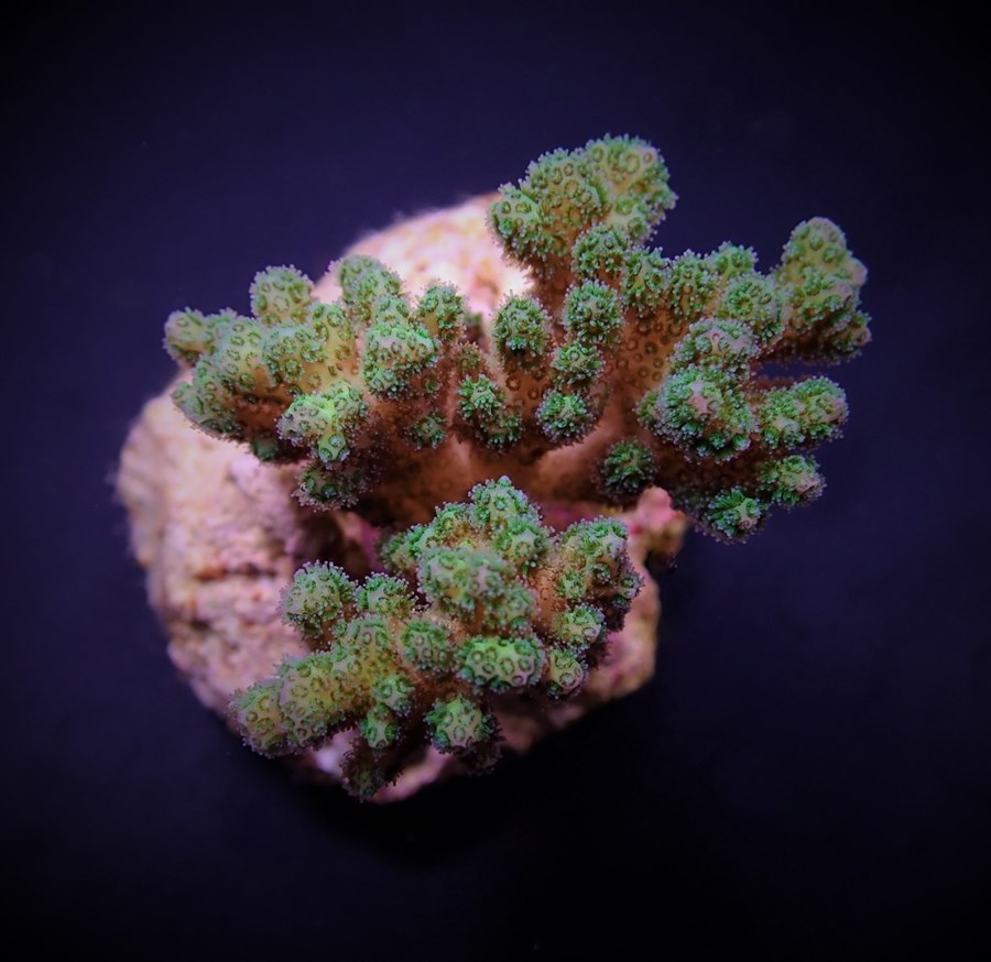 Pocillopora damicornis (Yellow-Green) (frag)