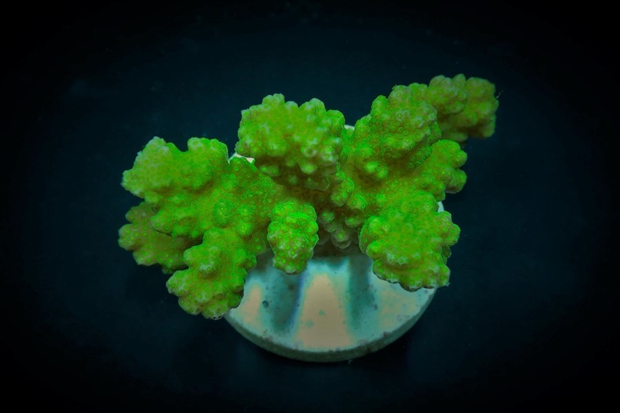 Pocillopora verrucosa (Yellow-Green) (frag)