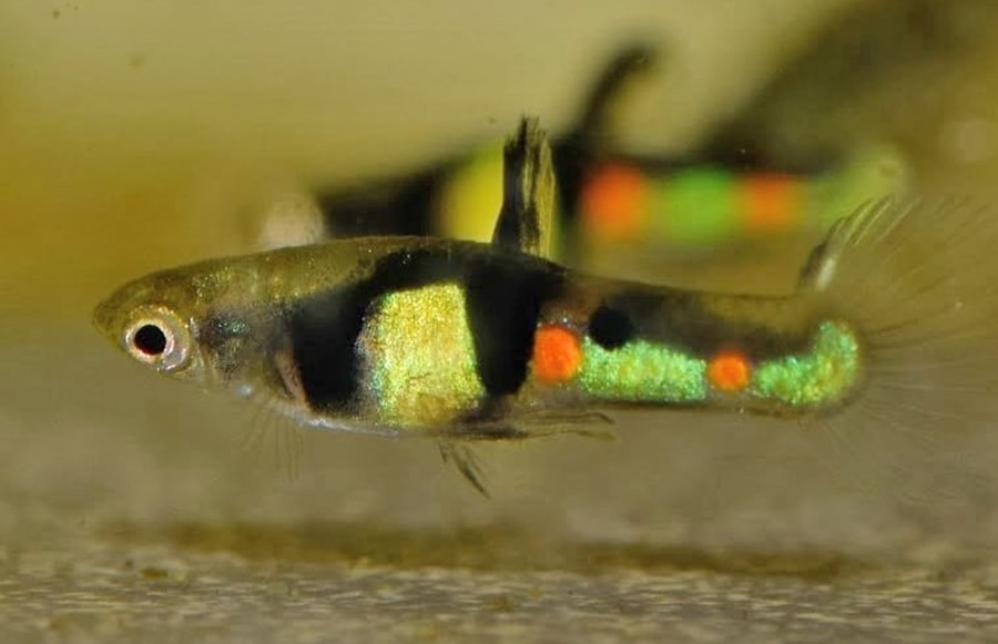 POEC. WINGEI EL TIGER GUPPY) 1-1,15cm Mâle