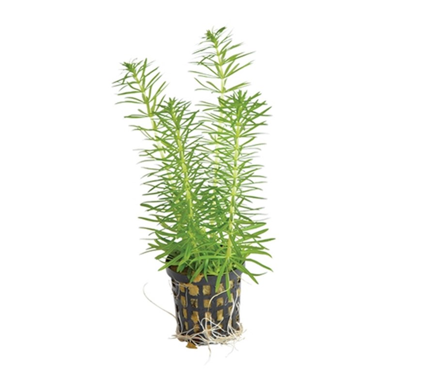 POGOSTEMON ERECTUS 5 CM POT