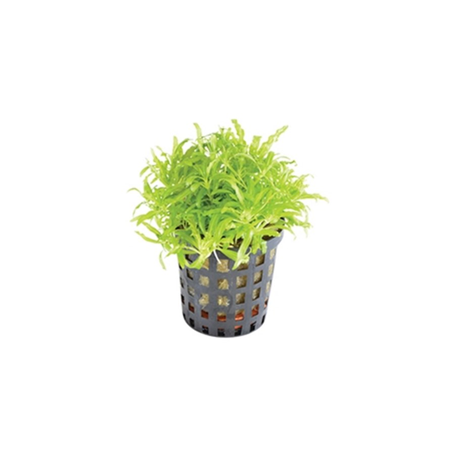 POGOSTEMON HELFERI 5 CM EN POT