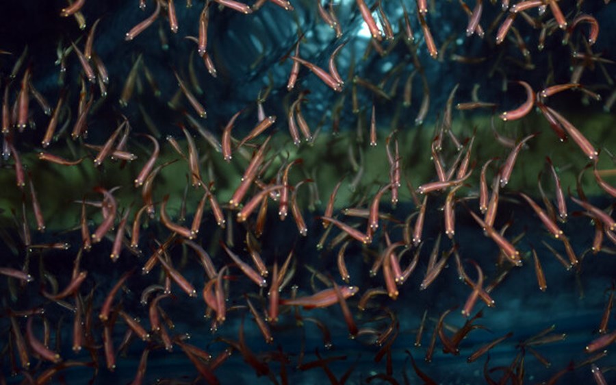 Prye Fish PREY FISH S 1-2cm - Le vivant | Histoires d'Eaux