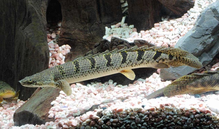 POLYPTERUS DELHEZI S 7-8cm