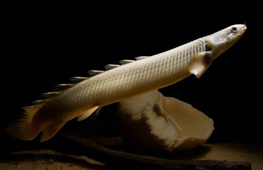 POLYPTERUS SENEGALUS S/M 8-10cm