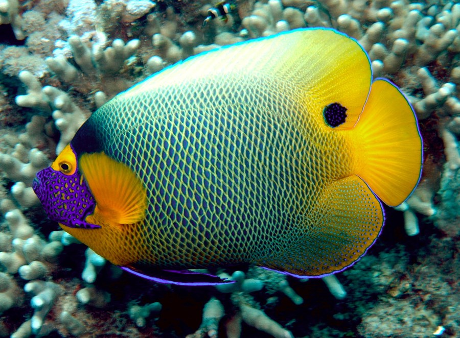 Pomacanthus xanthometopon (Adult) (small)