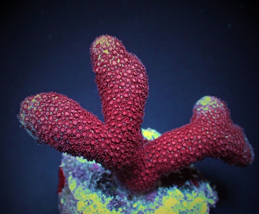 Porites spp. (Bordeaux) (frag)