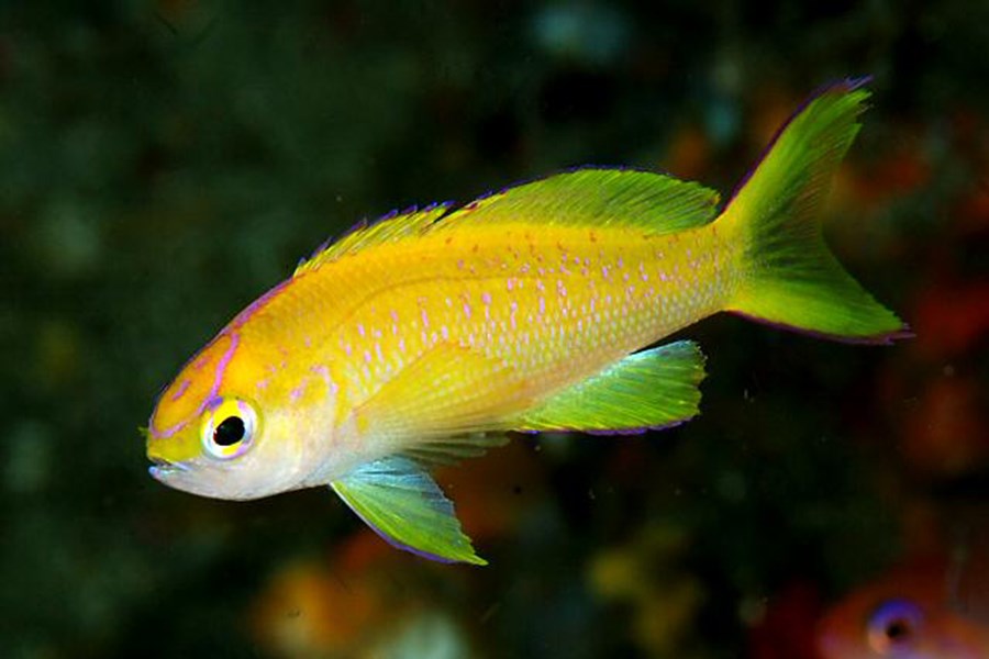 Pyronotanthias parvirostris (female) (small)