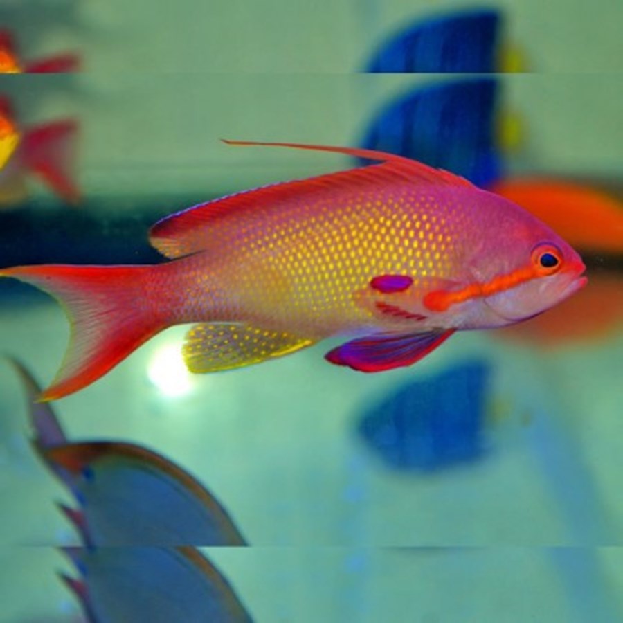 Pseudanthias cheirospilos (male) (small)