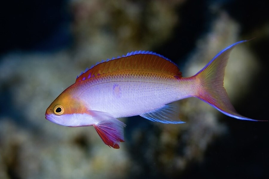 Pseudanthias cooperi (small)