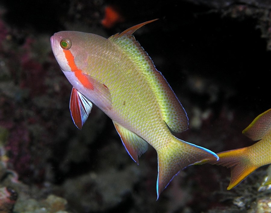 Pseudanthias huchtii (male) (small)