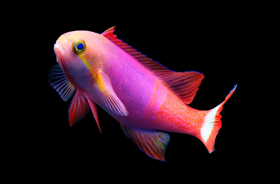 Pseudanthias pictilis (male) (small)