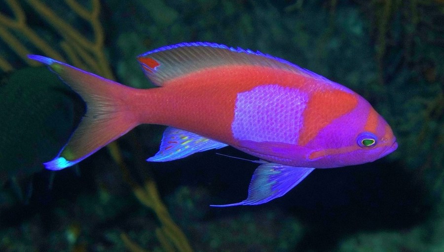 Pseudanthias pleurotaenia (male) (small)