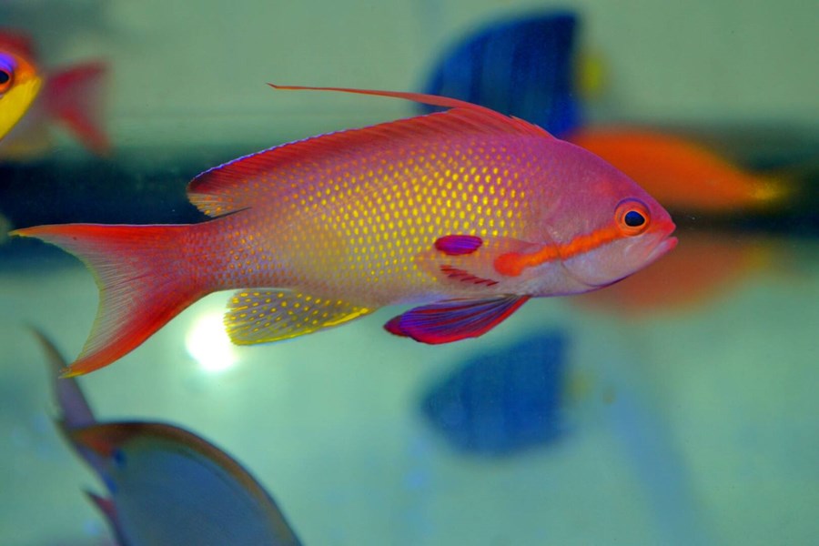 Pseudanthias squamipinnis (male) (small)