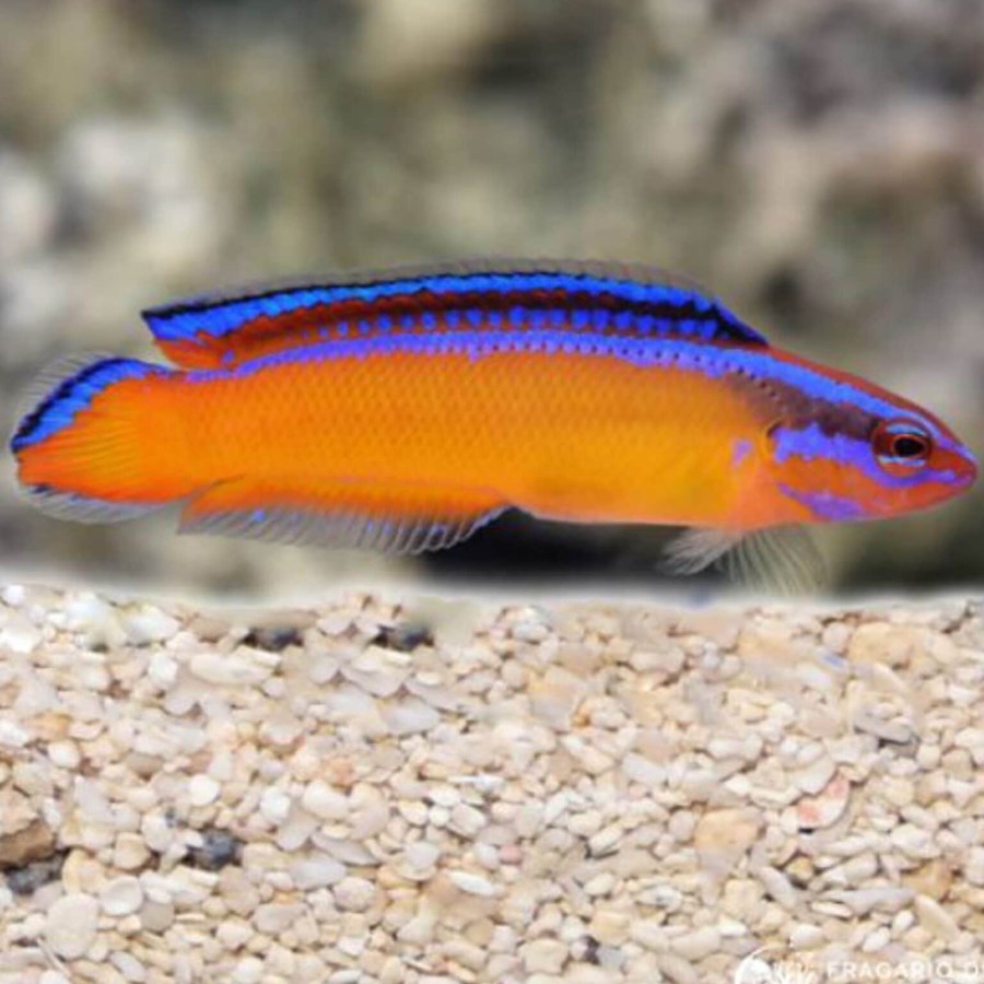 Pseudochromis aldabraensis (small)