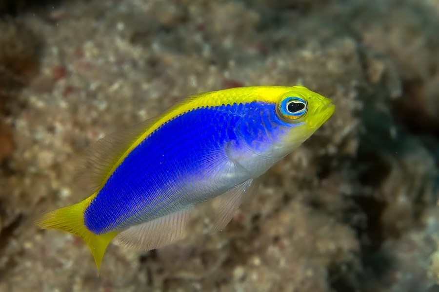 Pseudochromis flavivertex (small)