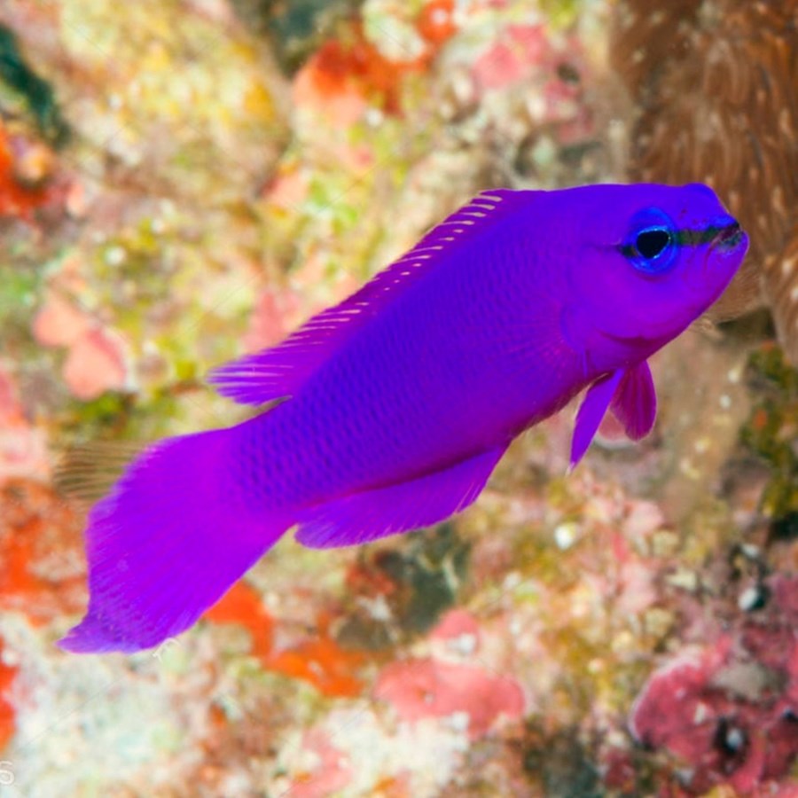 Pseudochromis fridmani (small)