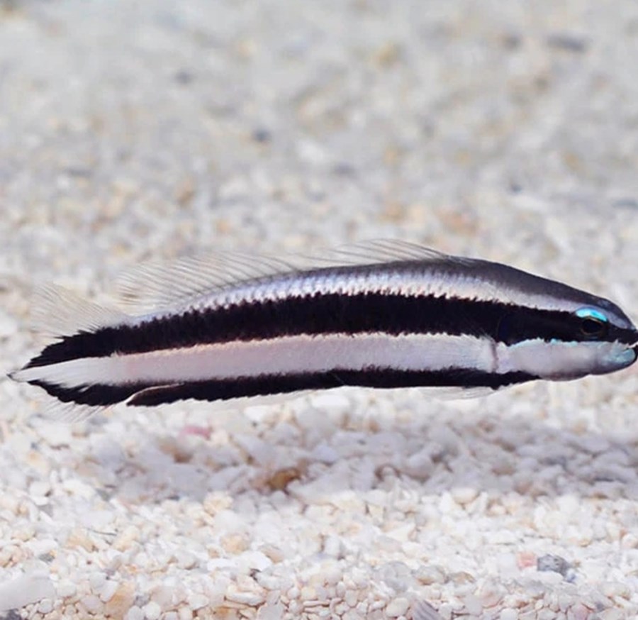 Pseudochromis sankeyi (small)