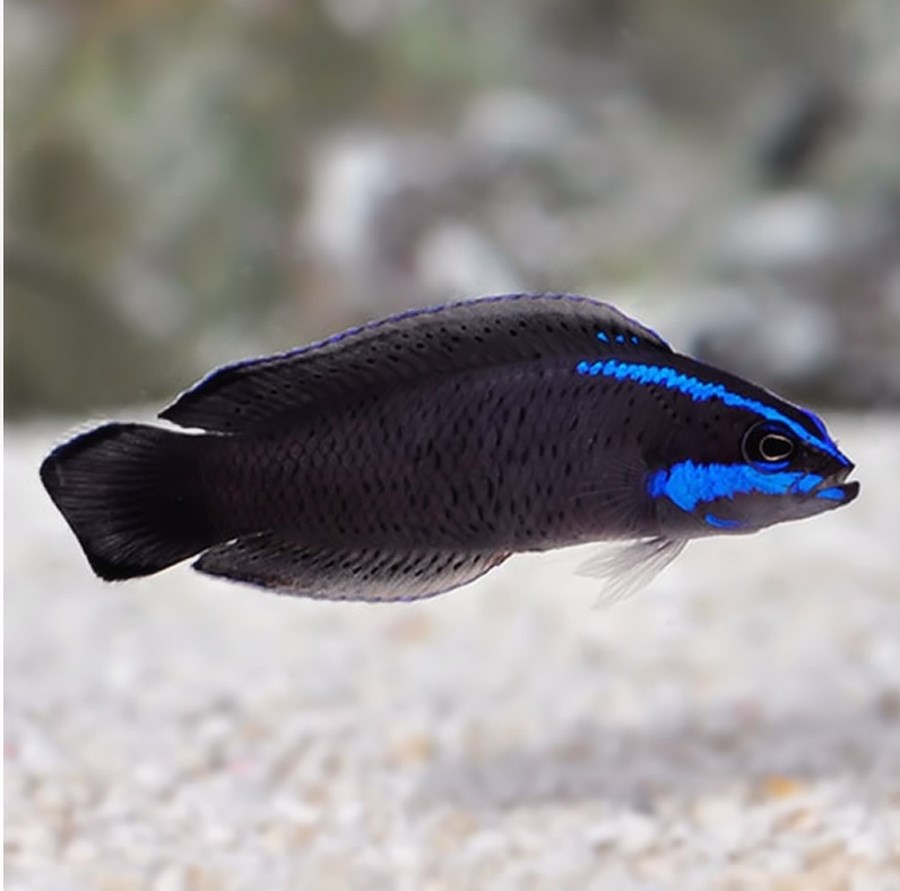 Pseudochromis springeri (small)