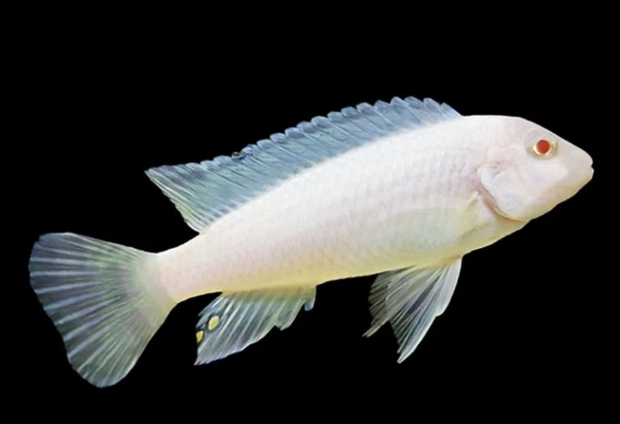 PSEUDOTROPHEUS SOCOLOFI ALBINO S/M 4-5cm