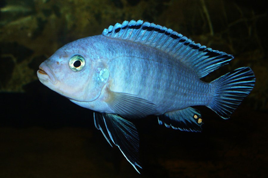 PSEUDOTROPHEUS SOCOLOFI S 3-4cm