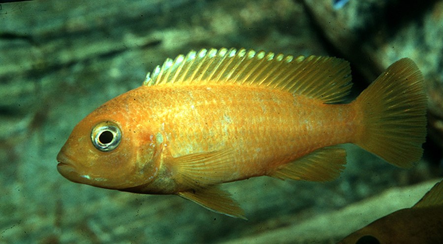 PSEUDOTROPHEUS SAULOSI S 3-4cm