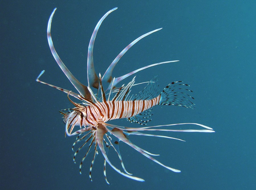 Pterois volitans (small)