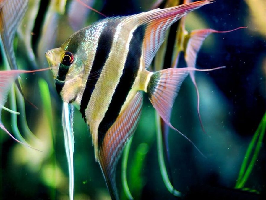 PTEROPHYLLUM ALTUM M