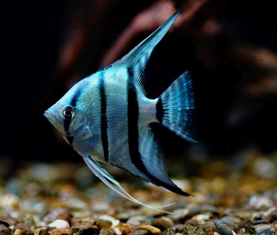 P. SCALARE BLUE M 3-4cm