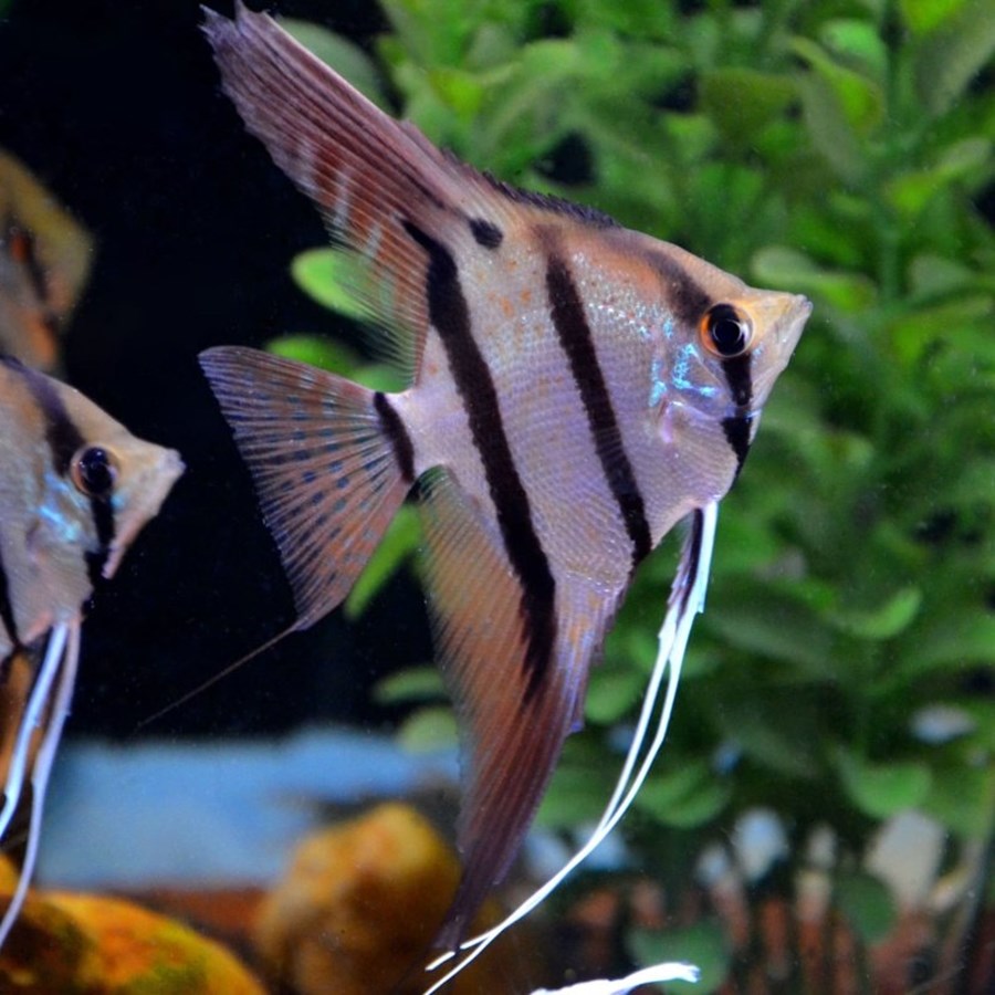 PTEROPHYLLUM SCALARE DANTUM M (3-4cm)