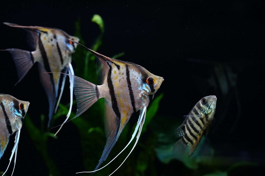 P. SCALARE RIO NANAY M/L 4-5cm