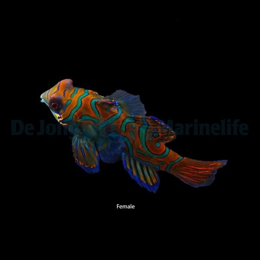 Pterosynchiropus splendidus (blue) (small)