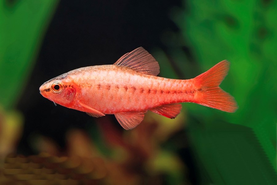 PUNTIUS TITTEYA ALBINO L 3,5-4cm