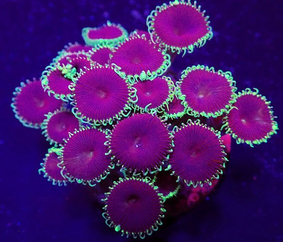 Palythoa spp. (Purple Death) (frag)