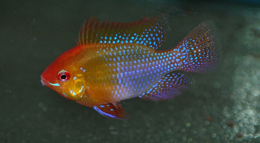 MIKROGEOPHAGUS RAMIREZI GOLD 4-5CM