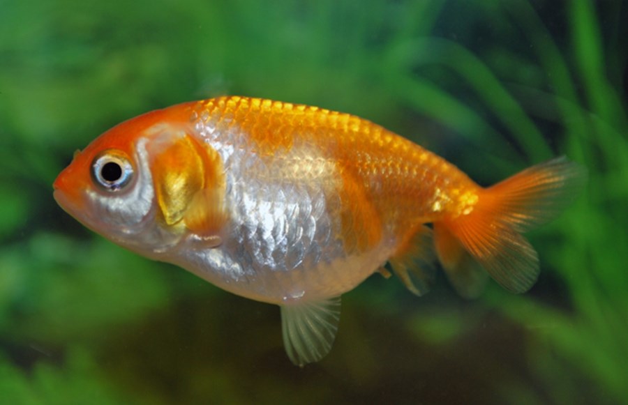 RANCHU ROUGE-BLANC 6-7cm