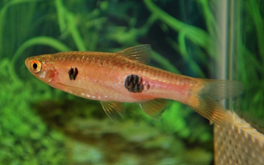 RASBORA KALOCHROMA S/M 3-4cm