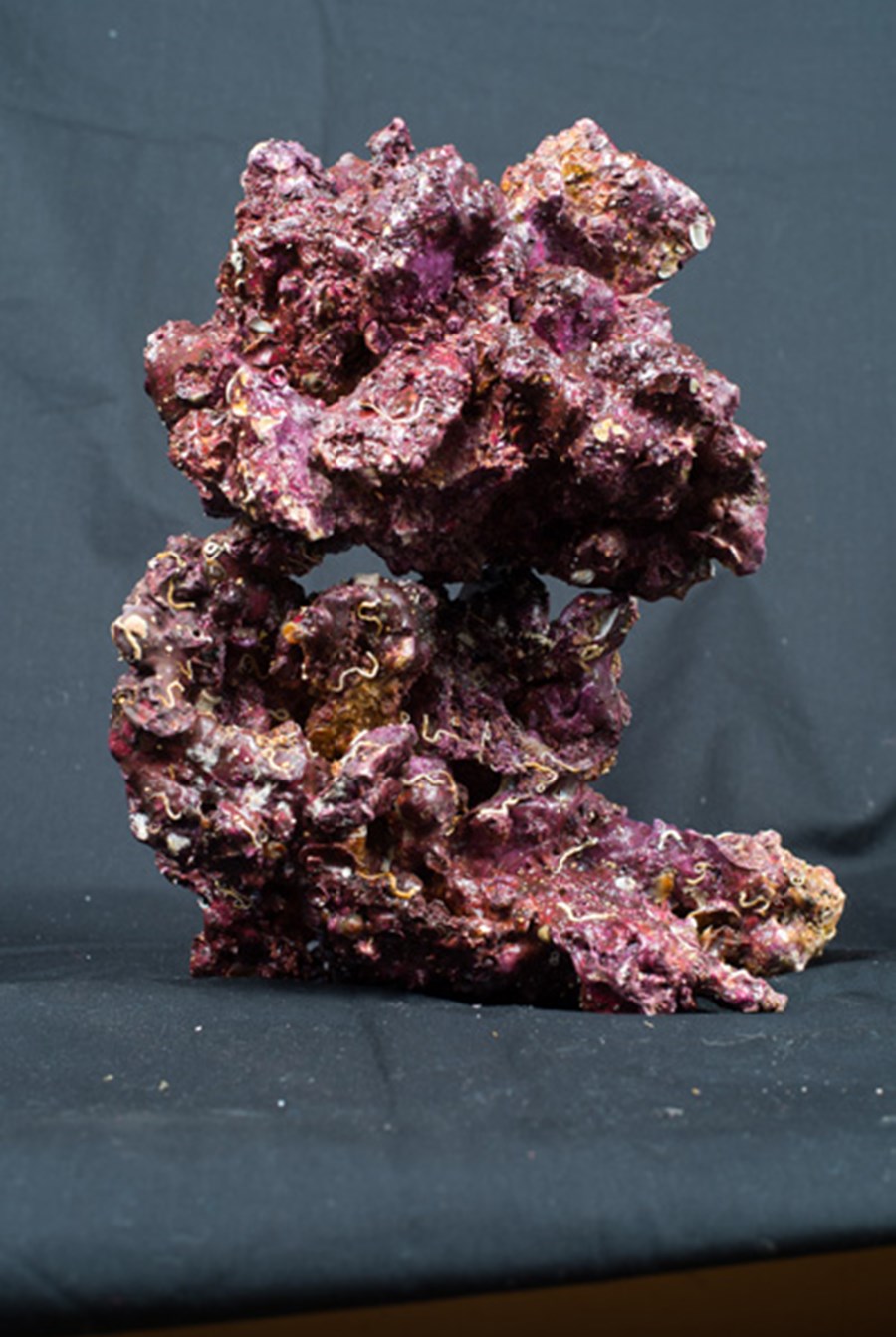 Real Reef Rock - Large le kg (+-40/50cm)