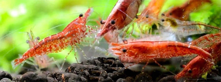 NEOCARIDINA DENTICULATA SINENSIS RED 1,2CM