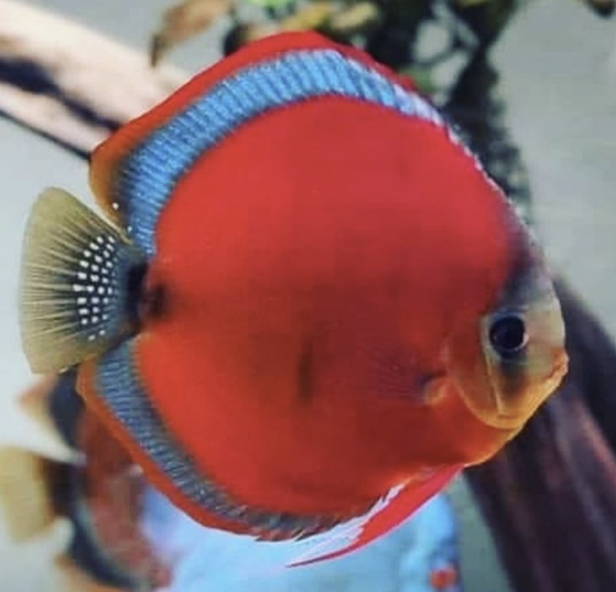 Discus Red Cover Blue Rim 6-8 cm